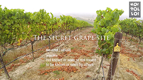 Secret Grape Site, Pinot Noir, Part 2
